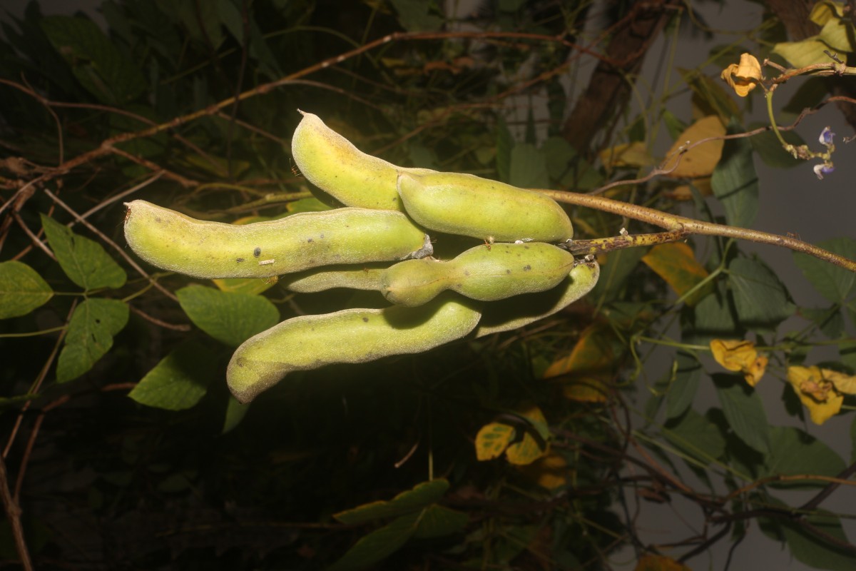 Mucuna pruriens var. utilis (Wall. ex Wight) Baker ex Burck